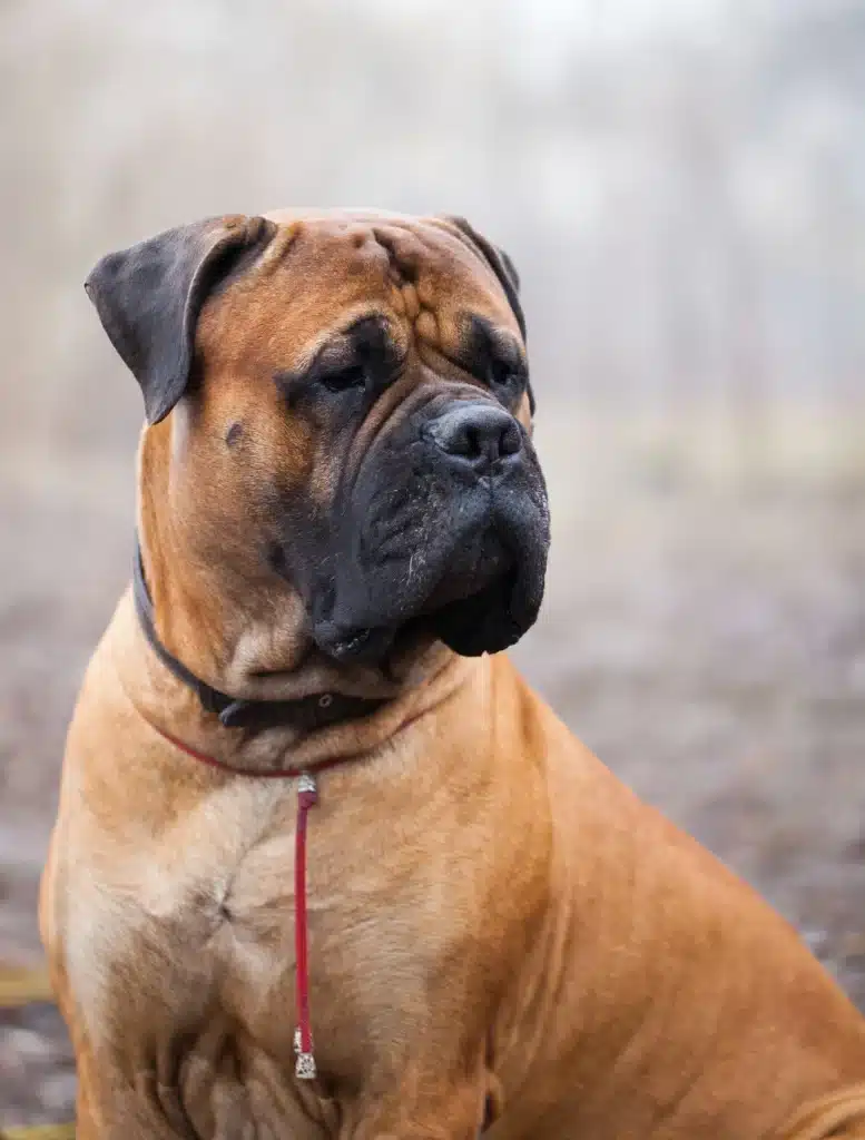 Gros plan d'un Bullmastiff fawn au museau noir, regardant pensivement sur le côté, avec collier et cordon rouge.