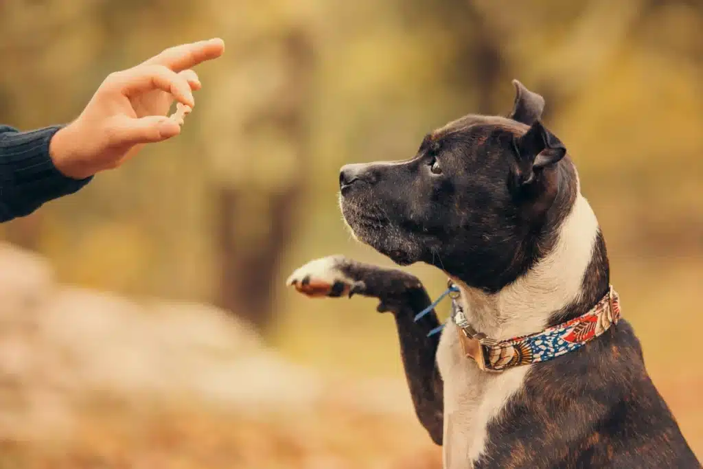 Une main tend une friandise à un chien bringé et blanc portant un collier coloré. Le chien lève sa patte, l'air impatient.