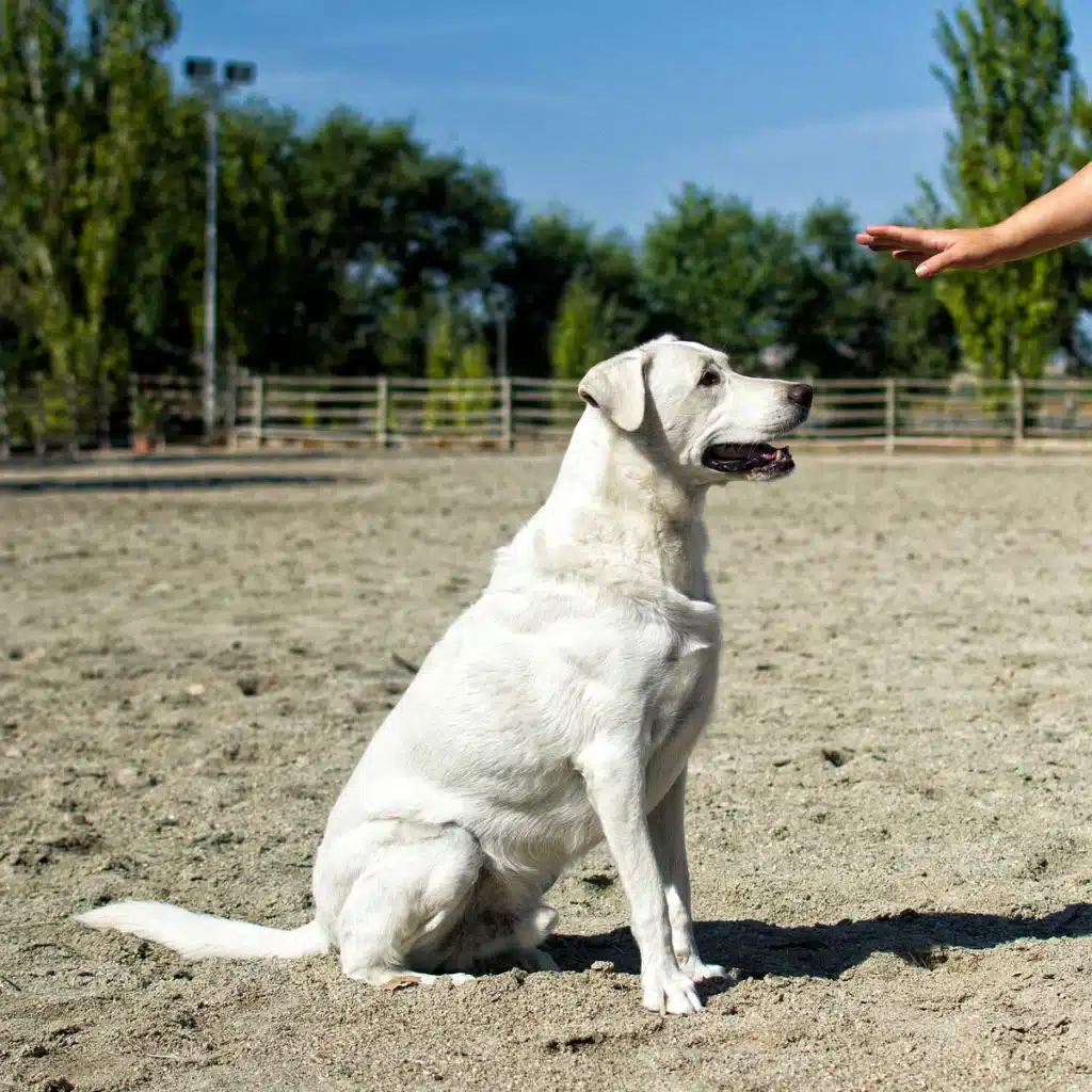 Grand chien blanc assis dans une carrière en sable, regardant une main tendue pour le dressage.