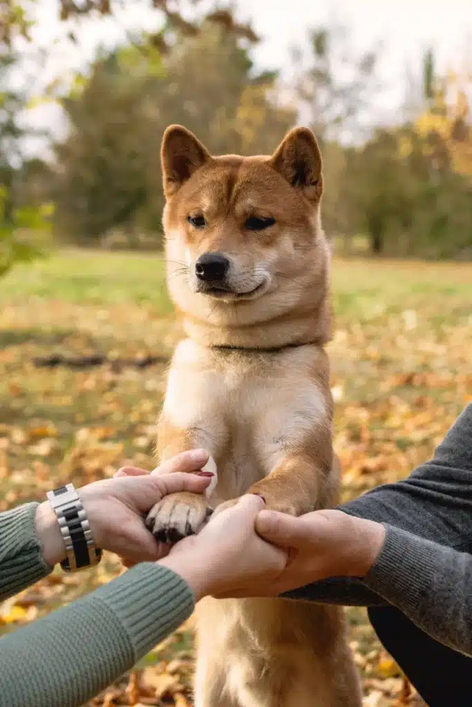 Shiba Inu dressé, tenant les mains d'un couple en automne. Scène tendre montrant le lien affectif entre chien et humains dans un parc.